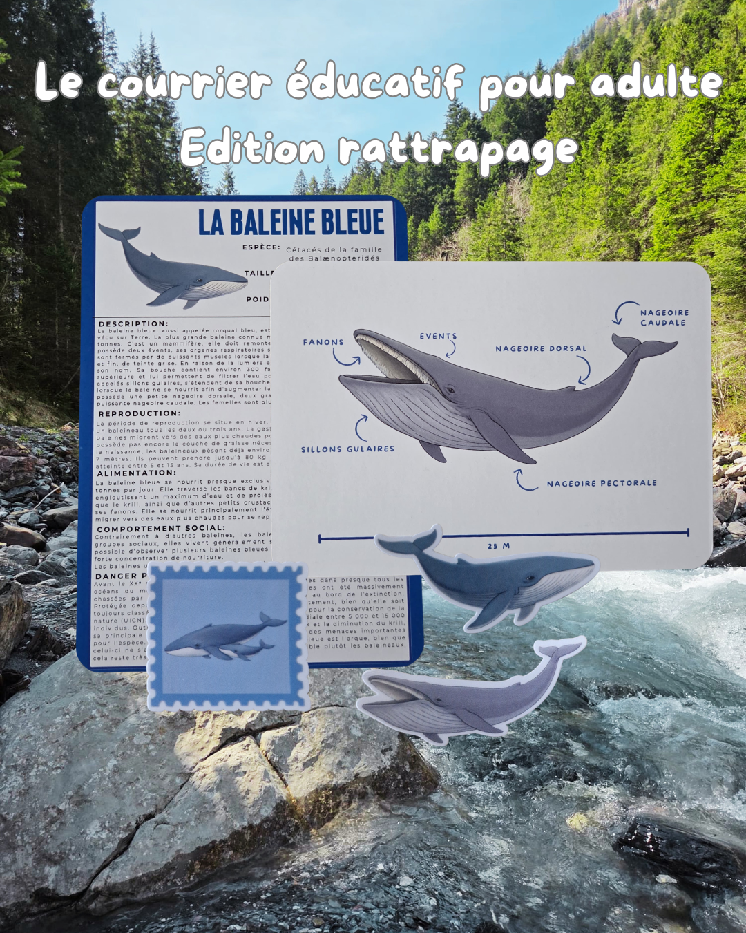 Courrier pour adulte / La baleine bleu <édition rattrapage>